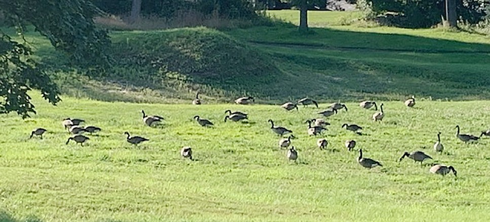 The Canadian geese are back on the fairways surrounding Doral Greens, despite USDA wildlife biologist Stephan Beffre’s efforts to round them up during molting season. Columnist Dick Hubert, observing from his deck, counted nearly 100 of them having a leisurely dinner last week.