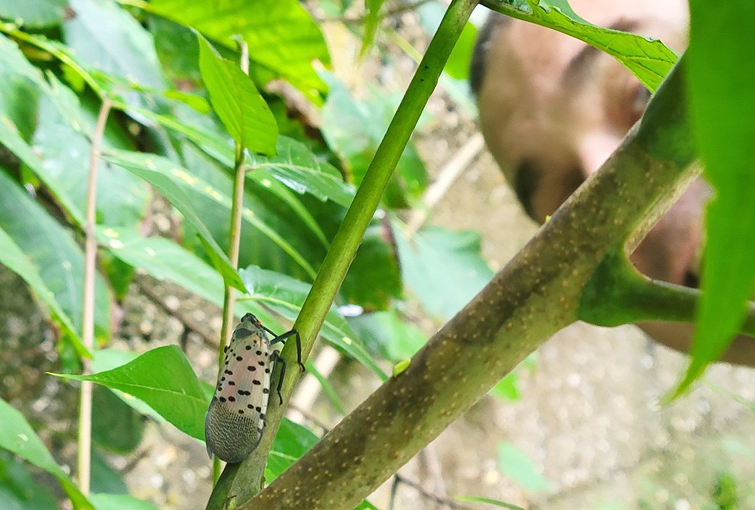 Michal Nowak, the Rye Brook superintendent of Public Works who also serves as the Village arborist, observes a Spotted Lanternfly found behind Village Hall.