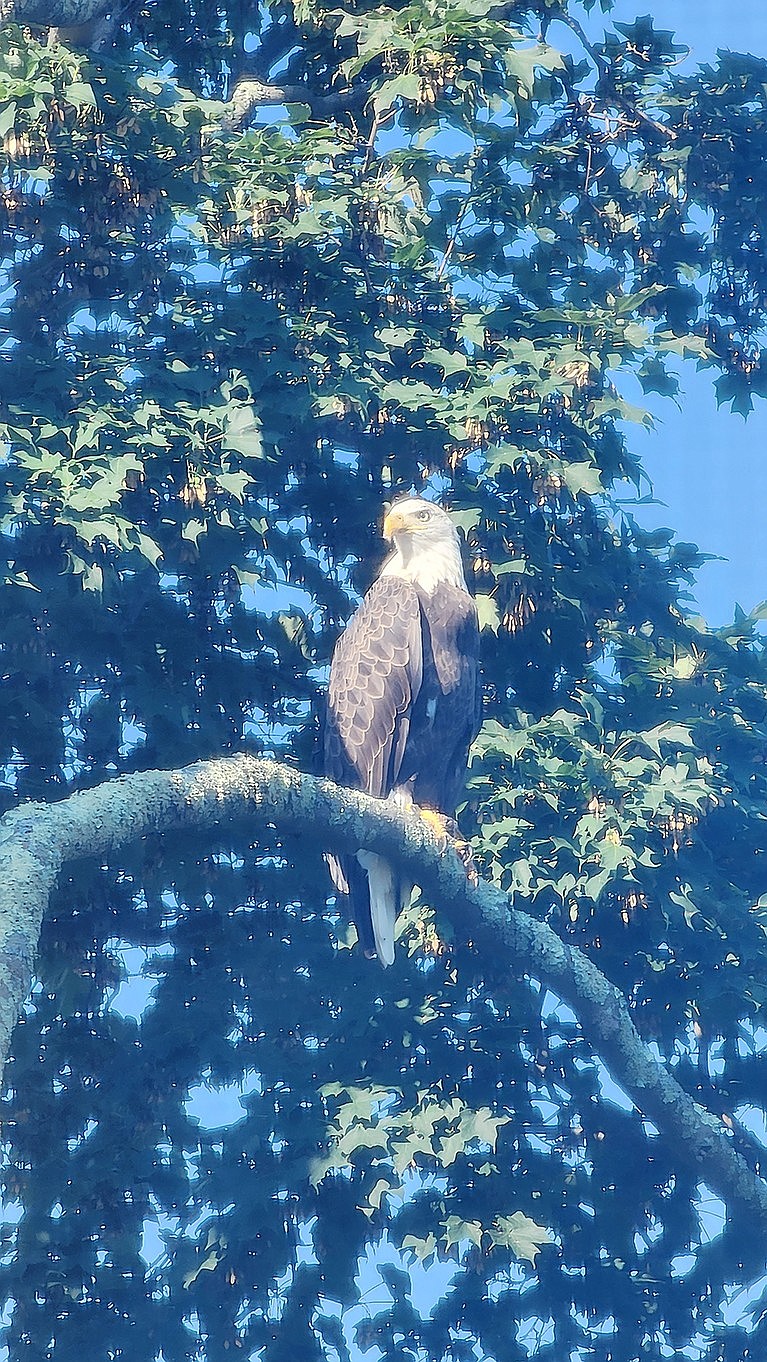 Closeup of the bald eagle that touched down last month on a tree in the backyard of John Pauletti on Lafayette Drive.