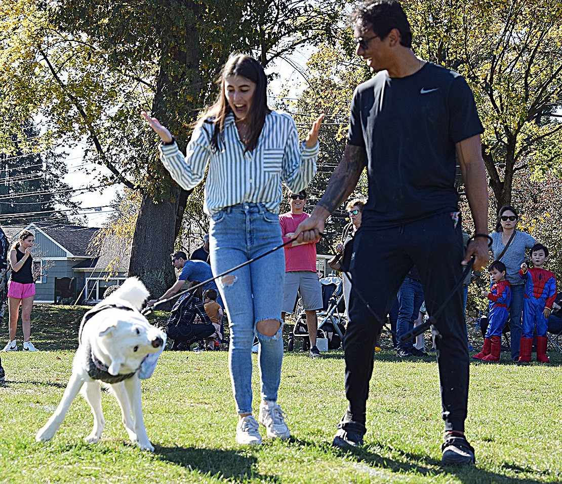 Koda shakes off his Big Bad Wolf costume while his owners, Rye Brook residents Kaley and Tristan Ayala, share a laugh.