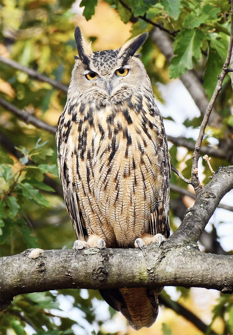 The Manhattan Bird Alert reports that Flaco the Owl, who escaped from the Central Park Zoo Feb. 2 when his habitat was vandalized, has returned to his favorite Central Park oak tree after a month’s long disappearance. There were fears that he might succumb to the elements. But his innate hunting instincts kicked in and Flaco looks better than ever.