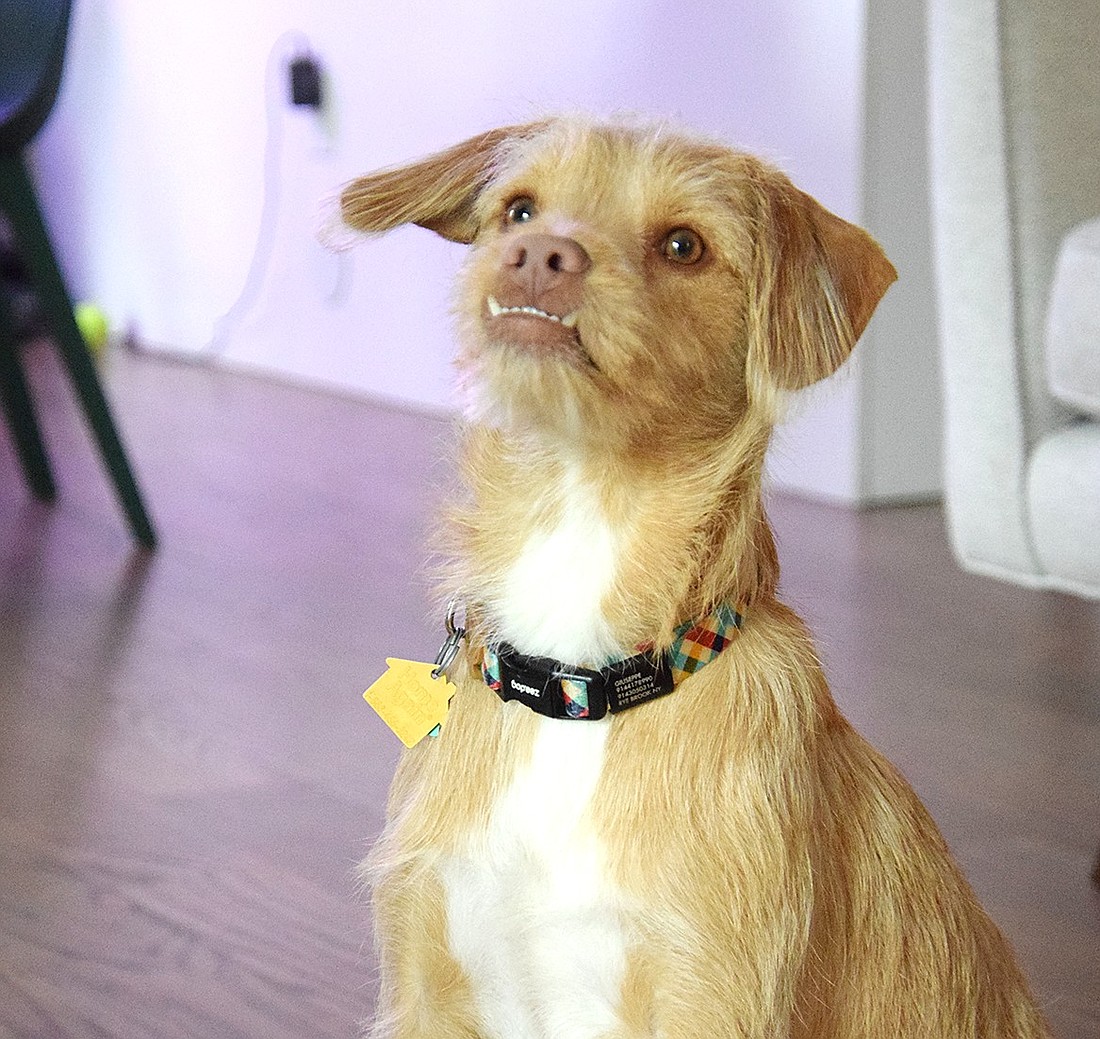 A few weeks after Giuseppe, an 8-month-old terrier mixed-breed, was adopted from the SPCA Westchester by the de Moraes Luccas family of Rye Brook, he was recruited to play in Animal Planet’s 2024 Puppy Bowl. The game, annually watched by millions of viewers, will premiere on Sunday, Feb. 11.