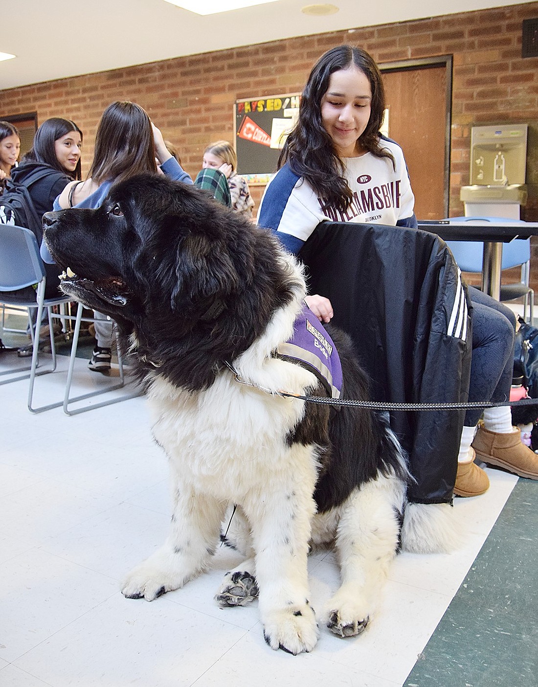 Maria Leyva, a Blind Brook High School junior, takes a moment away from lunch to pet Bodie, a 140-pound Newfoundland visiting the building on Tuesday, Apr. 9. Bodie is a therapy dog who makes regular appearances at the school during Wellness Week.