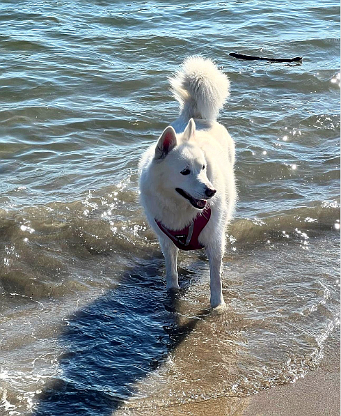 A dog enjoys the surf at Playland Beach in Rye. An End-of-Season Paw-ty will be held there Sun., Apr. 21. See Nearby In-Person Events below for details.