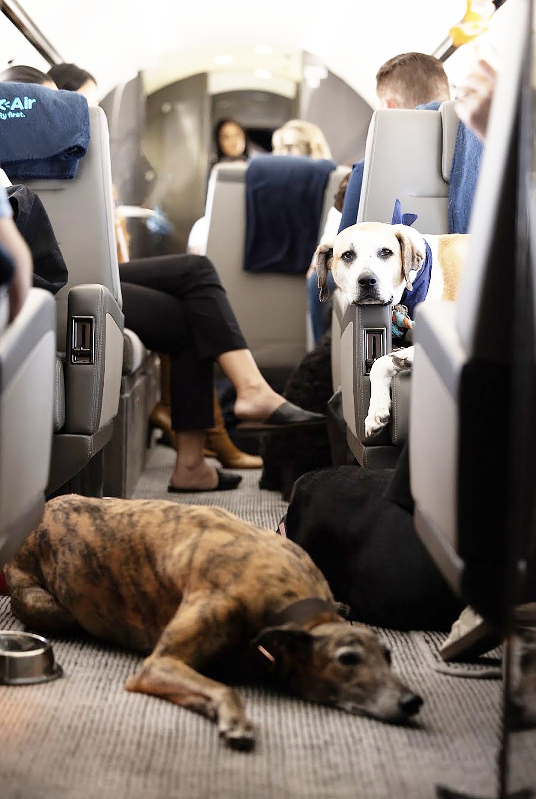 BARK Air wants dogs and their owners to know that they will be treated with special care. But will they be flying out of Westchester County Airport as Bark Air announced?