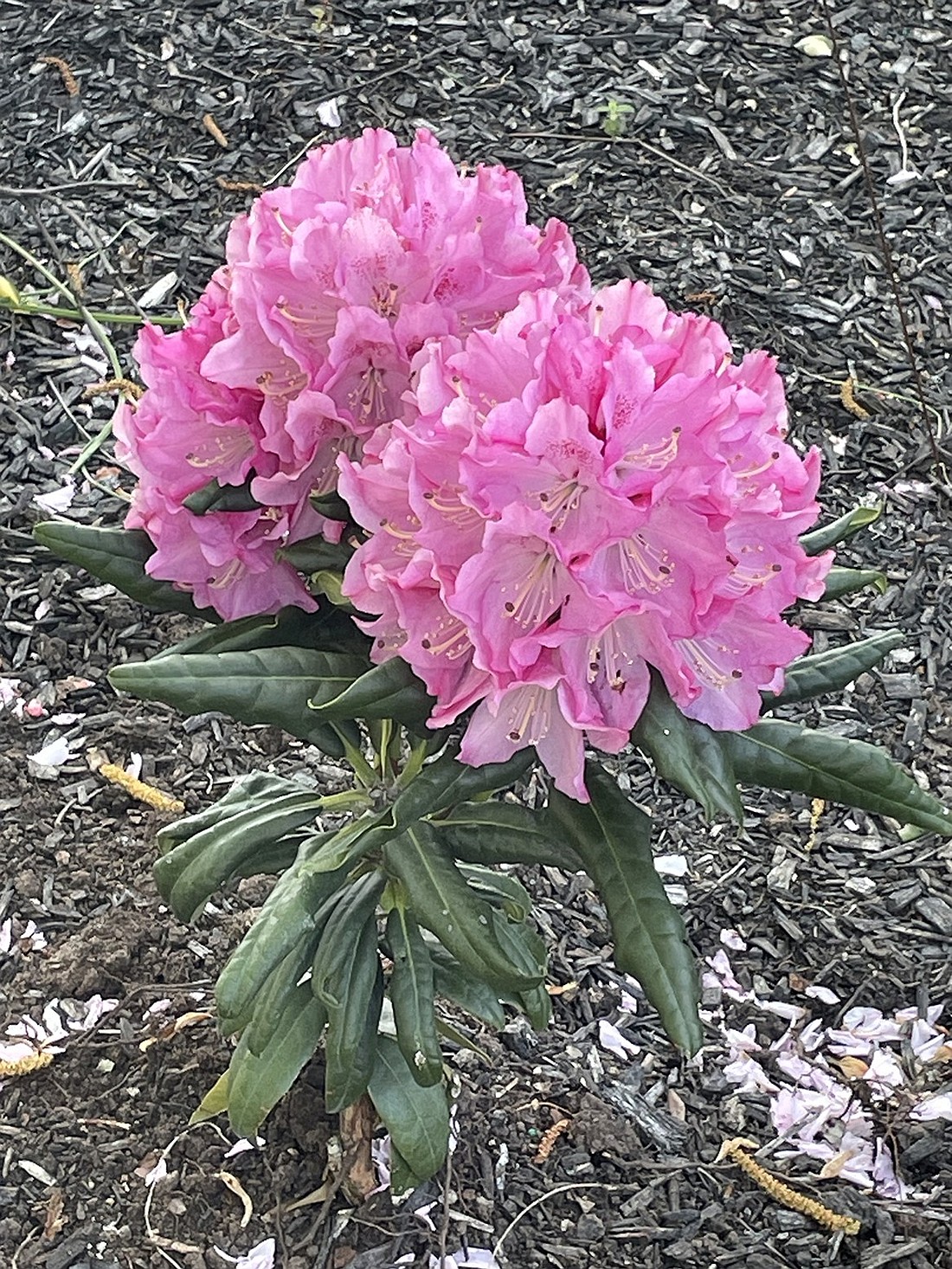 This random bright pink rhododendron pops in the beds surrounding Port Chester Village Hall at 222 Grace Church St., nicely landscaped with daffodils in the early spring and annuals as the growing season progresses.