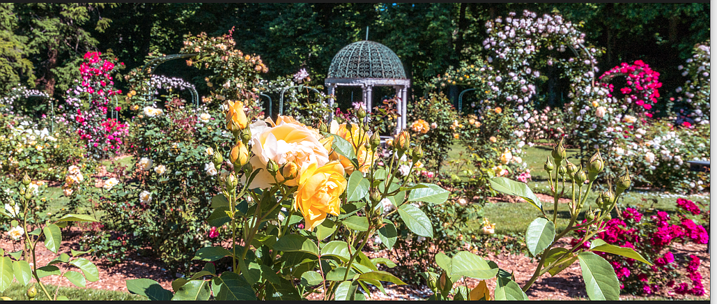 Some of the roses that can be seen at Rose Weekend at Lyndhurst in Tarrytown Sat. and Sun., June 8 & 9. See Nearby In-Person Events for details.