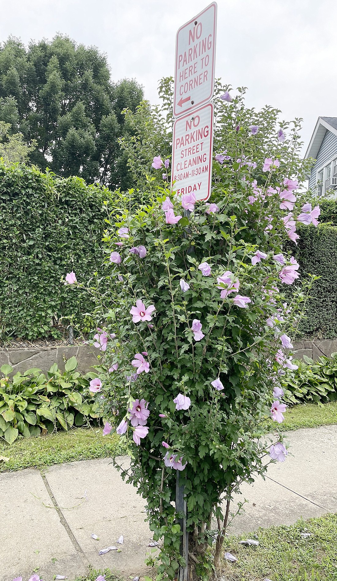 Floral vines decorate the “No Parking Here to Corner” and “No Parking Street Cleaning” sign pole at the corner of King Street and Haseco Avenue. As long as motorists can read the signs, the vines are a welcome addition that contribute to the beautification of Port Chester. However, pruning may be necessary soon!