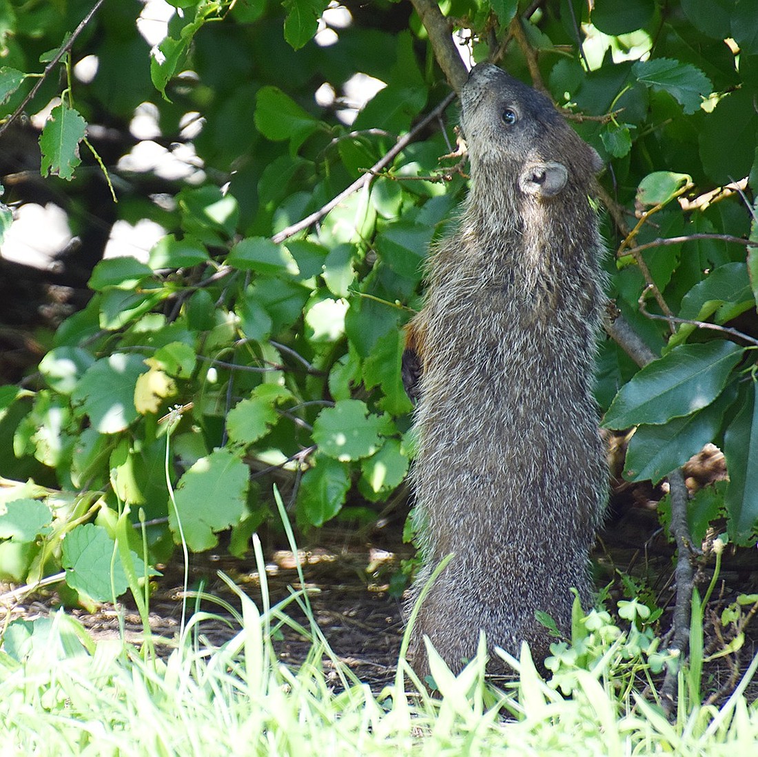 Dogs might not be allowed in the Village of Port Chester’s public parks, but no one has said anything about cute, albeit sometimes menacing, rodents. Spotted in Columbus Park during Unity Day on Aug. 10, a groundhog—or a gopher? We think it’s a groundhog—finds a shady spot under some shrubs to snack on leaves.