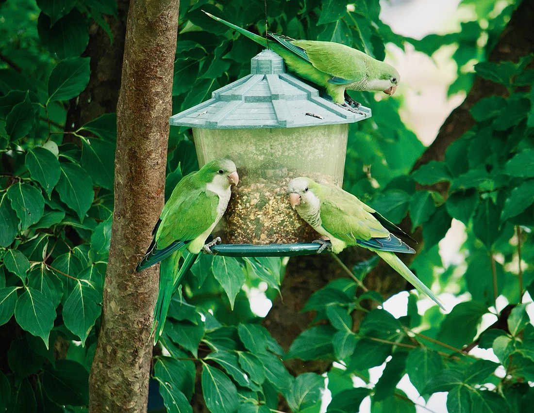 Three monk parakeets gather for a snack at a bird feeder set up in the yard of a Glen Avenue home in early August. The birds are not native to New York but have been calling the area home for several decades.