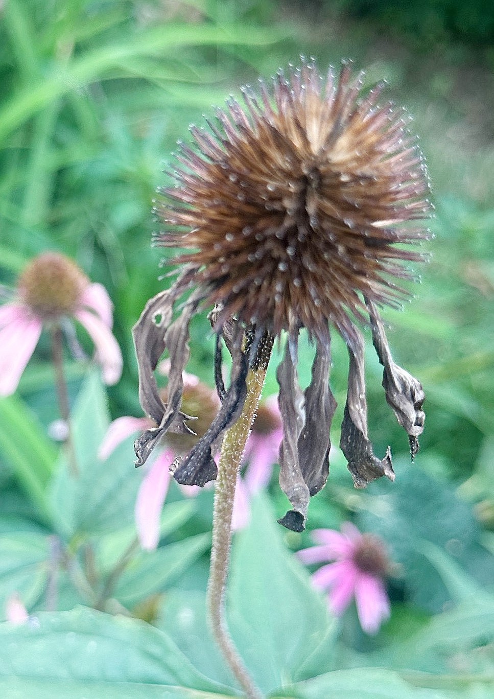 Coneflower taken in Cristina Buccieri’s yard at 44 Elmont Ave. She has developed a pollinator garden there to help bees, butterflies and birds.