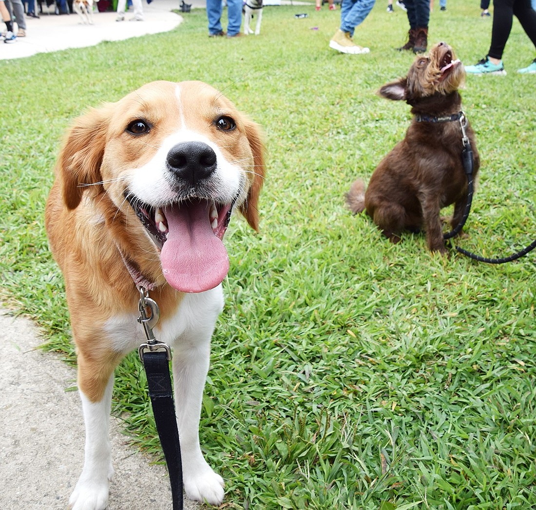 Olive, a 2-year-old member of the Russo family who lives on Hobart Avenue, shows off her smile while her best friend Ash, a 7-year-old who lives with the Shera family on Halstead Avenue, sits nearby during the Family Fun & Pet Extravaganza hosted by SPCA Westchester and the Village of Port Chester on Saturday, Sept. 7, at the Abendroth Dog Park.