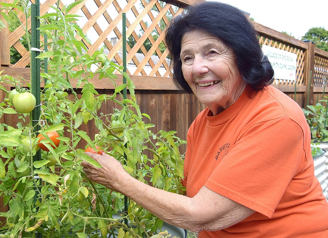 Gloria Mangiamele, a 93-year-old Avon Circle resident, picks ripe tomatoes from the new community giving garden at the Rye Brook Senior Center on Sept. 17. An AARP grant funded the project to bring fresh vegetables and a sitting space to the facility.