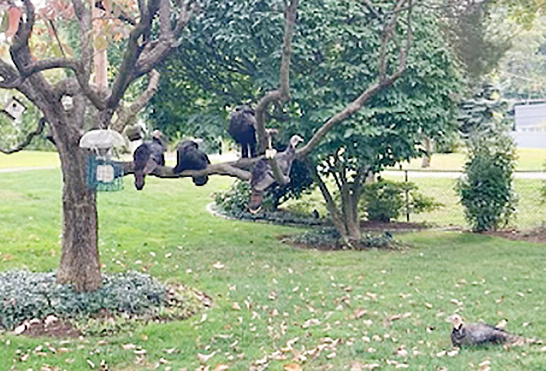 John Grieco spotted these four wild turkeys hanging out in a tree on his property at 6 Sunset Rd. on Thursday, Sept. 19. Another turkey sits on the ground below. Apparently, they were just passing through Rye Brook and found this location attractive.