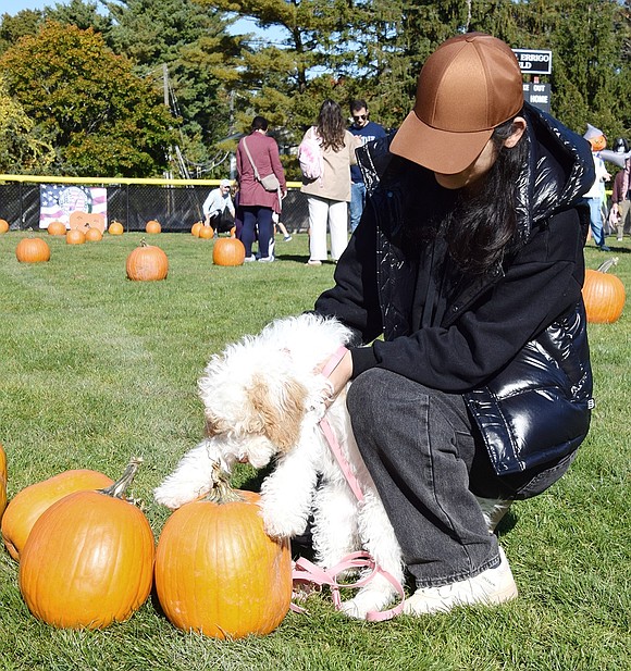 Sleepy Hollow Road resident Jessie Li introduces her 4-month-old cockapoo Gracie to pumpkins.