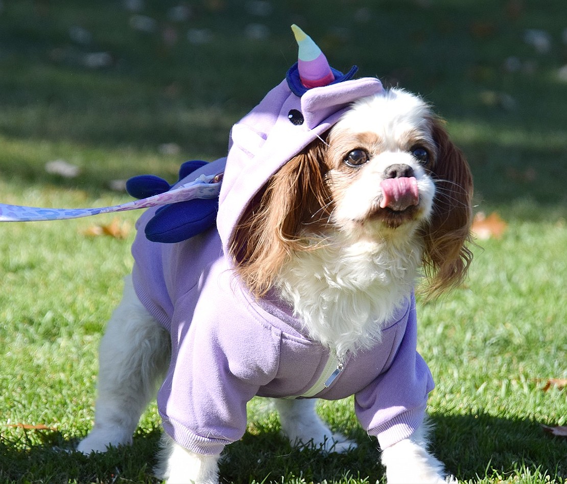 Ginger, who you may think is a unicorn but is actually a 13-year-old King Charles Spaniel, licks her chops and observes the park after arriving with her Elmsford-based owners Mary Formisano and Rhett Marks.