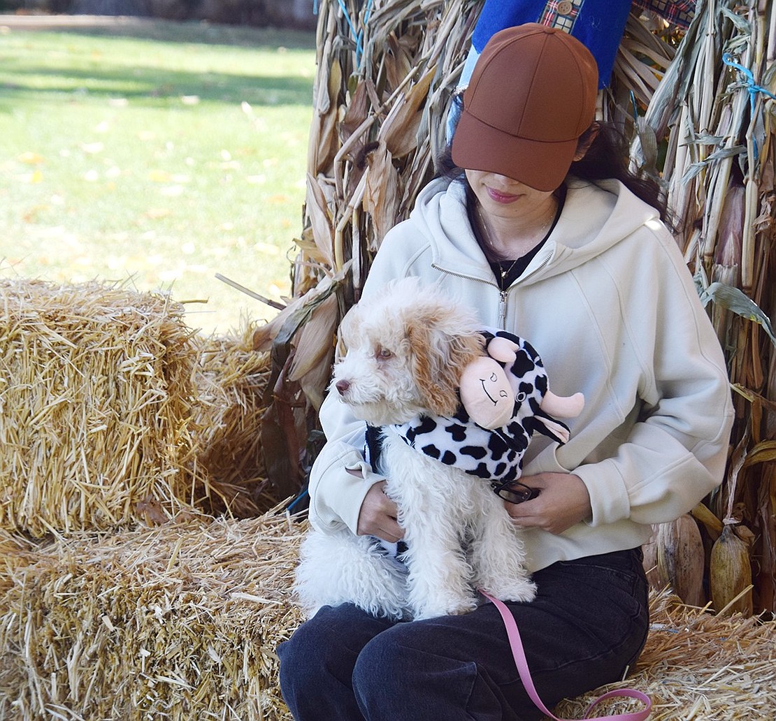 Taking a calm moment away from the excitement, Sleepy Hollow Road resident Jessie Li sits on a haystack in a fall display with her 4-month-old cockapoo puppy Gracie, dressed as a cow.