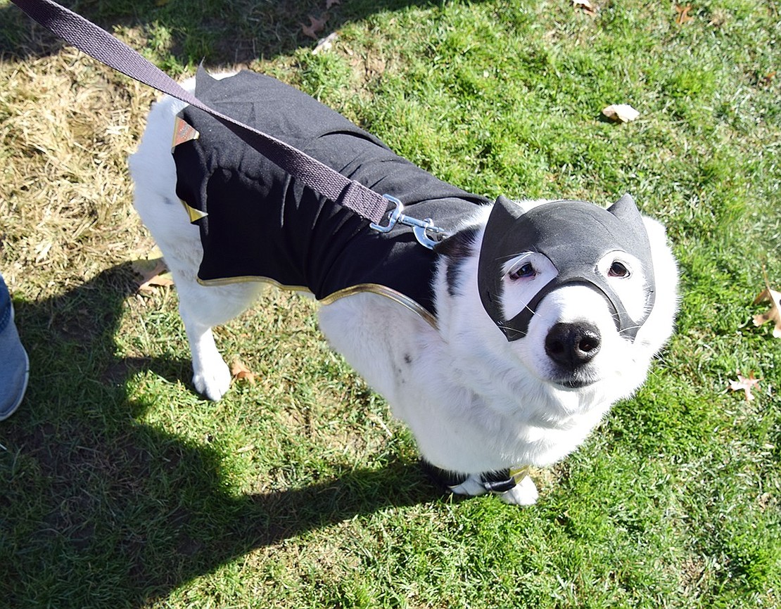 Like a true vigilante, Bat Girl keeps her eyes on the excitement around Pine Ridge Park during the annual Howl-o-Ween costume contest on Saturday, Oct. 26. Very few know her real identity—Lily, the 10-year-old border collie-mix who lives with Lorraine Martire on Maywood Avenue.