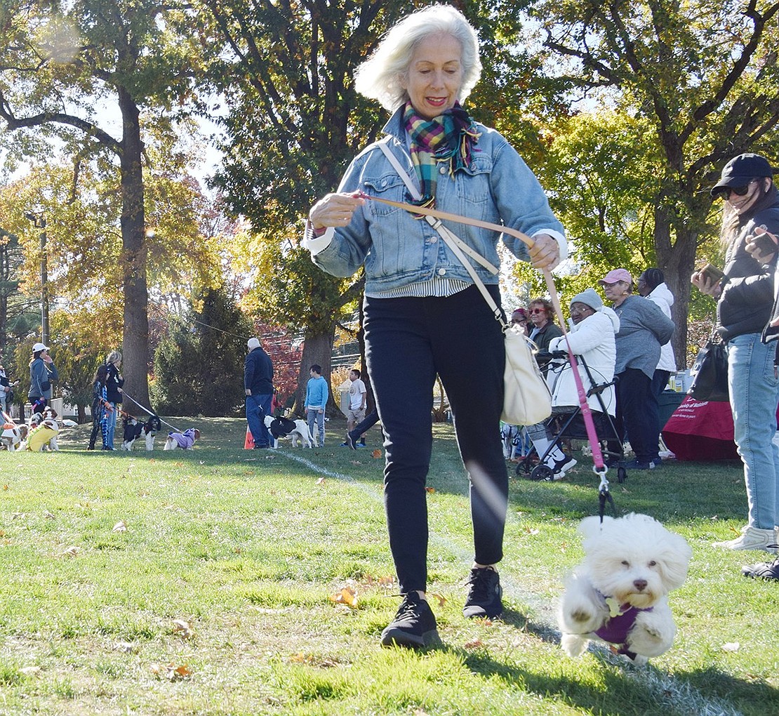 Summer, a hyperactive 5-month-old Havanese portraying a witch, shows true athleticism as she bolts through the course at Pine Ridge Park. She leads her owner Yvonne Purcell, a Long Island resident visiting family in Rye Brook.