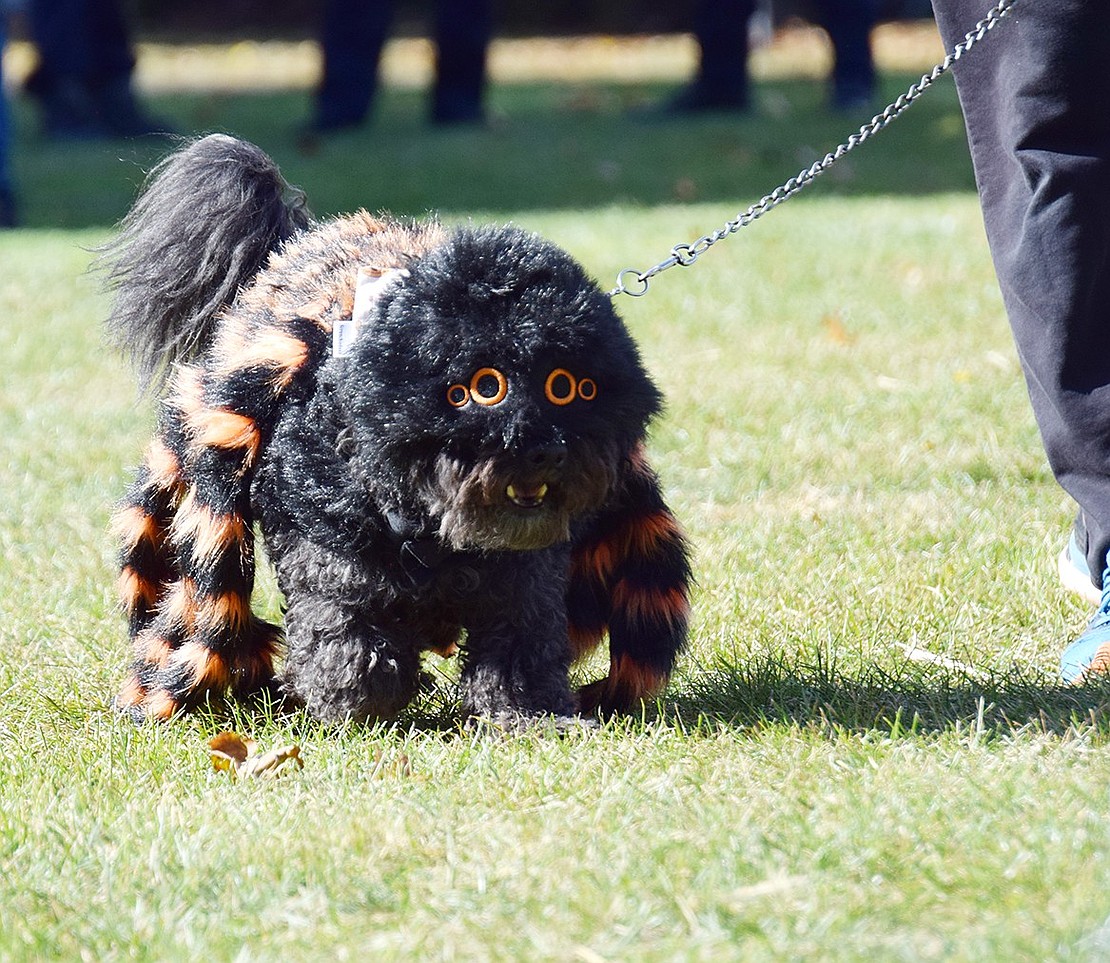 The Pinto family of Talcott Road and their 9-year-old mini-doodle Rocky displayed a spider costume worthy of a third-place prize.