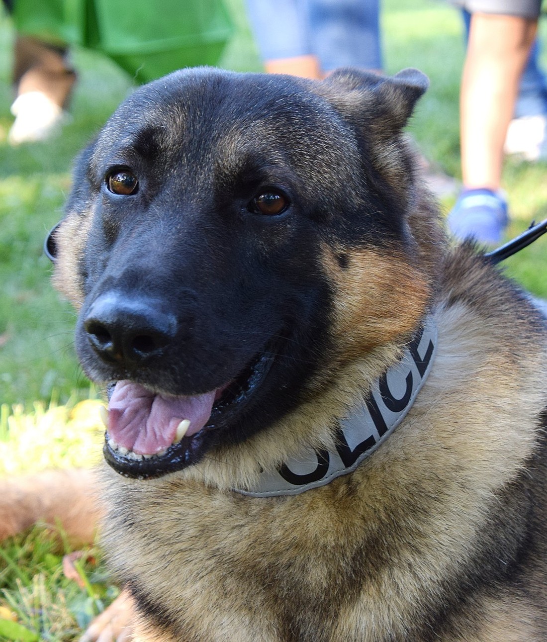 A headshot of Port Chester K9 officer Mac, captured in August. The Westmore News took this photo in anticipation of using it when Mac appeared in police blotters for this page, but the opportunity never arose. Better now than never!