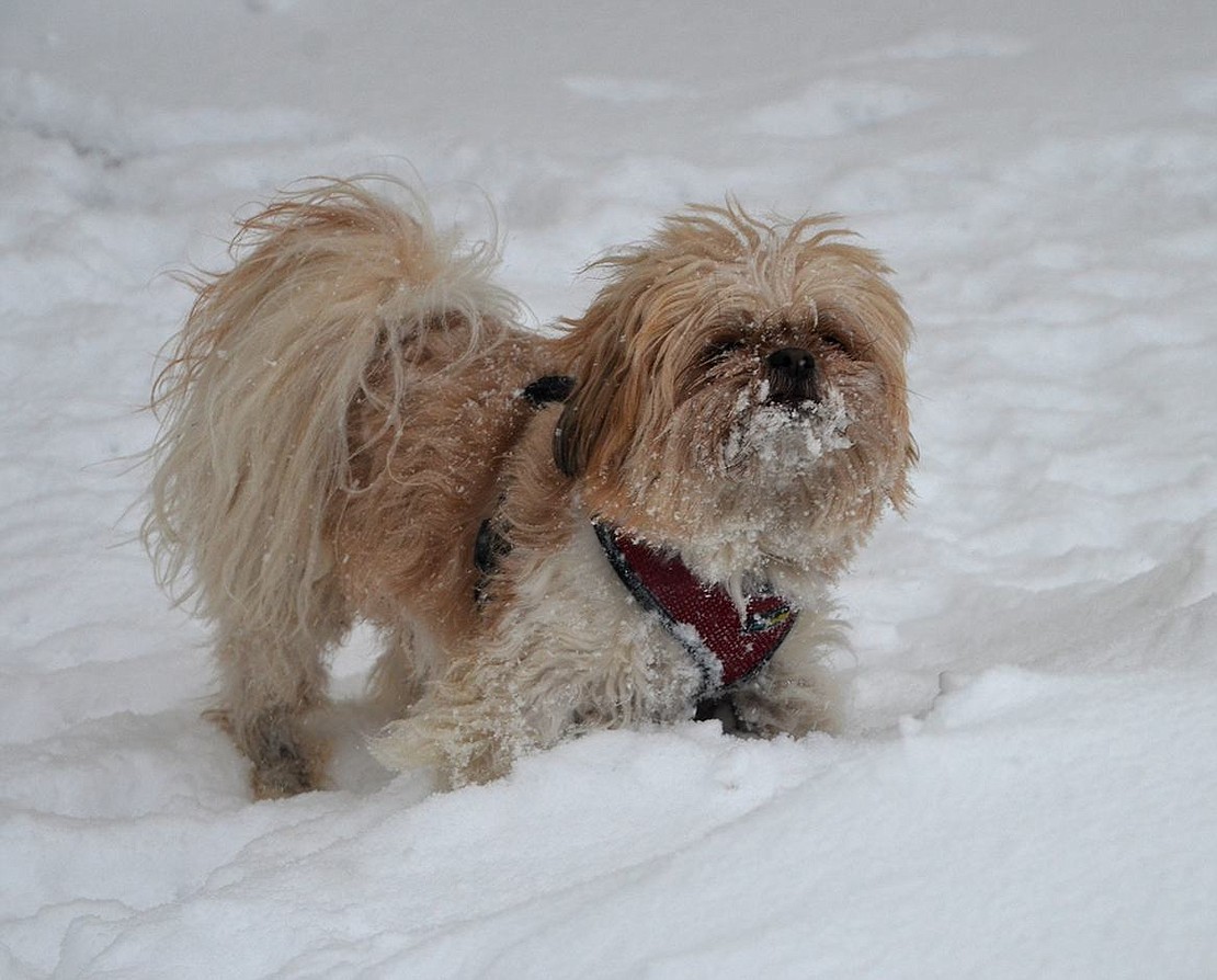 Oso, a Pekingese who lives on Cottage Street, has a great time frolicking in the falling snow.