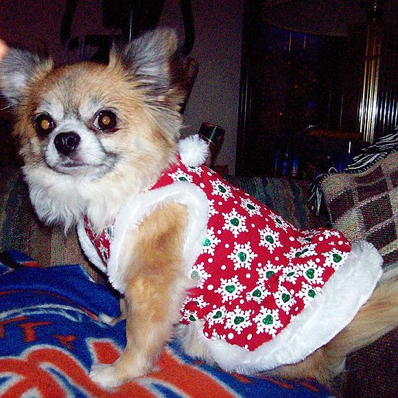  Honey, the long haired Chihuahua belonging to Mary Ellen Smith of Madison Avenue, Port Chester.