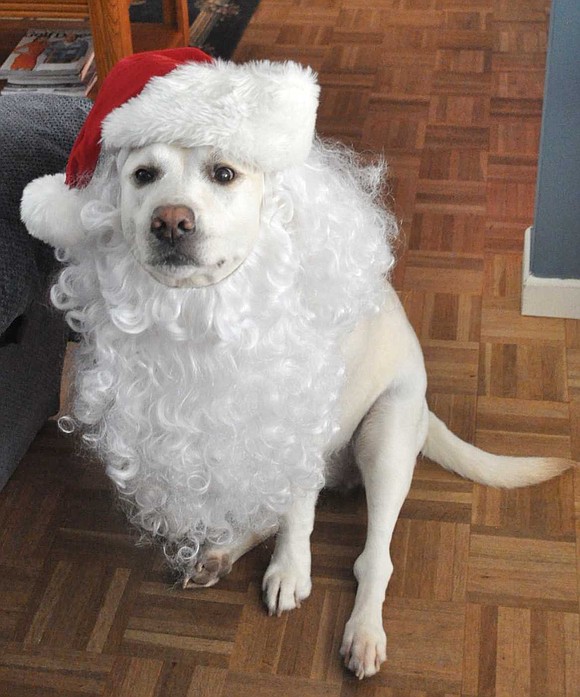  Layla Sury, the 8-year-old yellow lab owned by Brian Sury of Sunset Road, Rye Brook. The photo was taken after Brian did his Santa Claus appearance at the Washington Engine & Hose Company children's holiday party in 2014. Layla died of hemangiosarcoma, an aggressive form of cancer affecting canines, in February 2015.