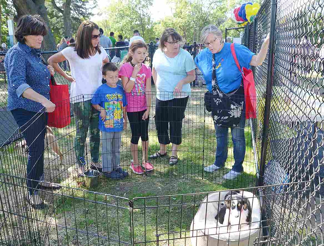 Attendees look at two of the dogs Pet Rescue of Harrison brought to the grand opening that are available for adoption. 