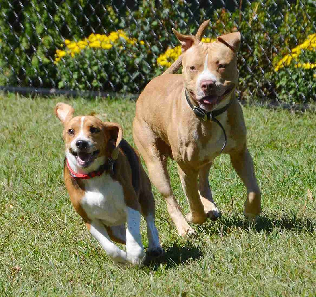 Two new friends romp together in the large dog area. The grand opening of the Port Chester Dog Park at Abendroth Park happened on a beautiful Sunday, Sept. 20.  