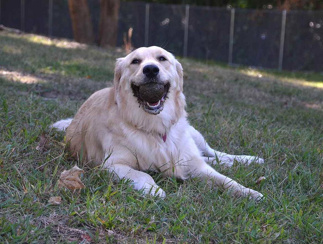 The grand opening of the Port Chester Dog Park at Abendroth Park happened on a beautiful Sunday, Sept. 20. 