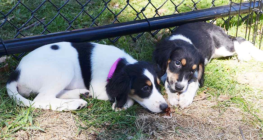 Two Spaniel mixes hang out in a small pen set up at the park. The puppies are available for adoption from Pet Rescue in Harrison. 