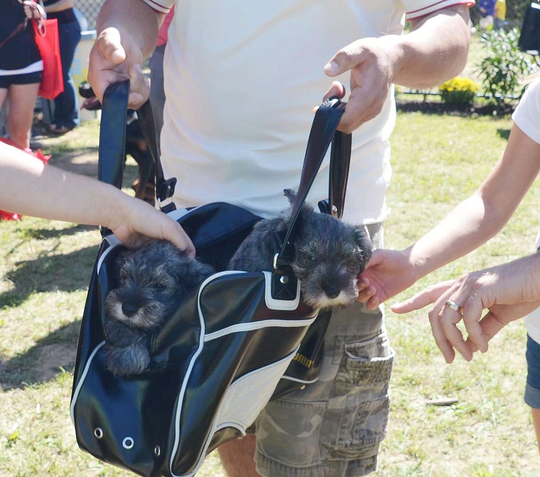 A bag full of puppies drew everyone's attention. Leo and Luna are almost two months old. 