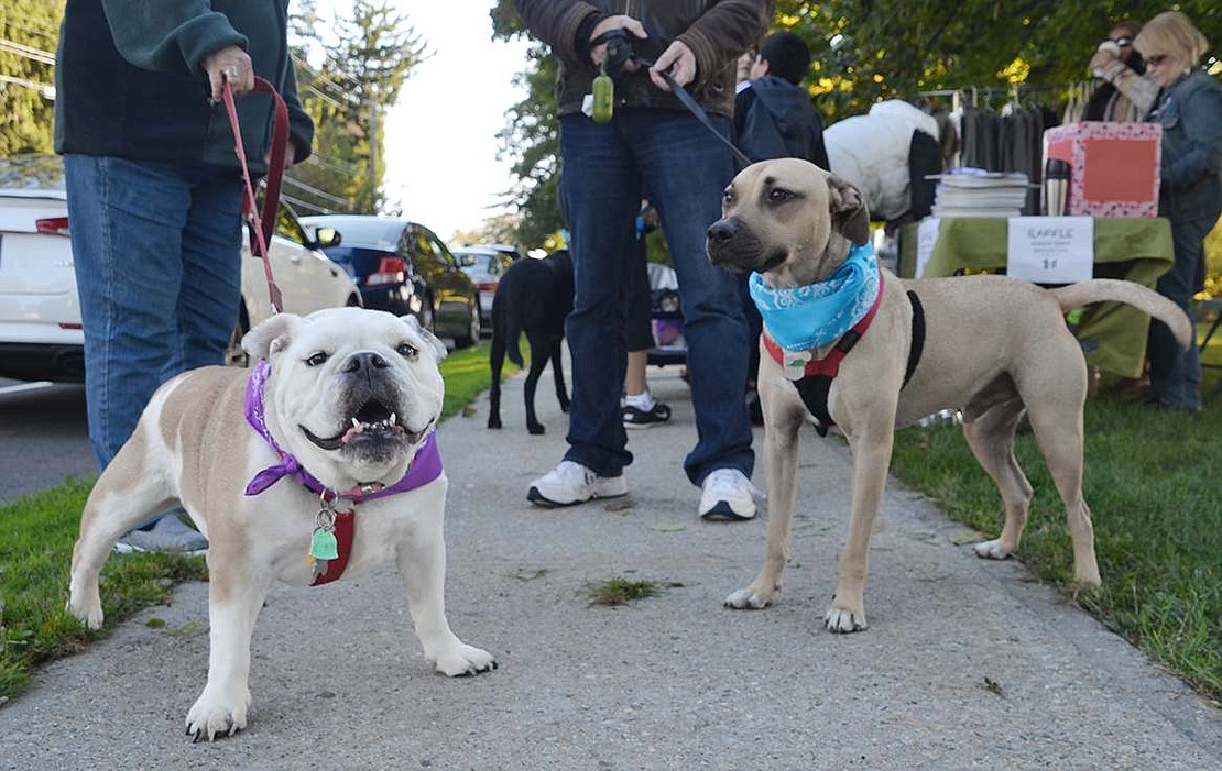 Dakota (left), who belongs to Joyce Rytelewski of Birch Street, and Jasper, whose owners are Elly and Sean McNerney of North Main Street, show off their new bandanas. 