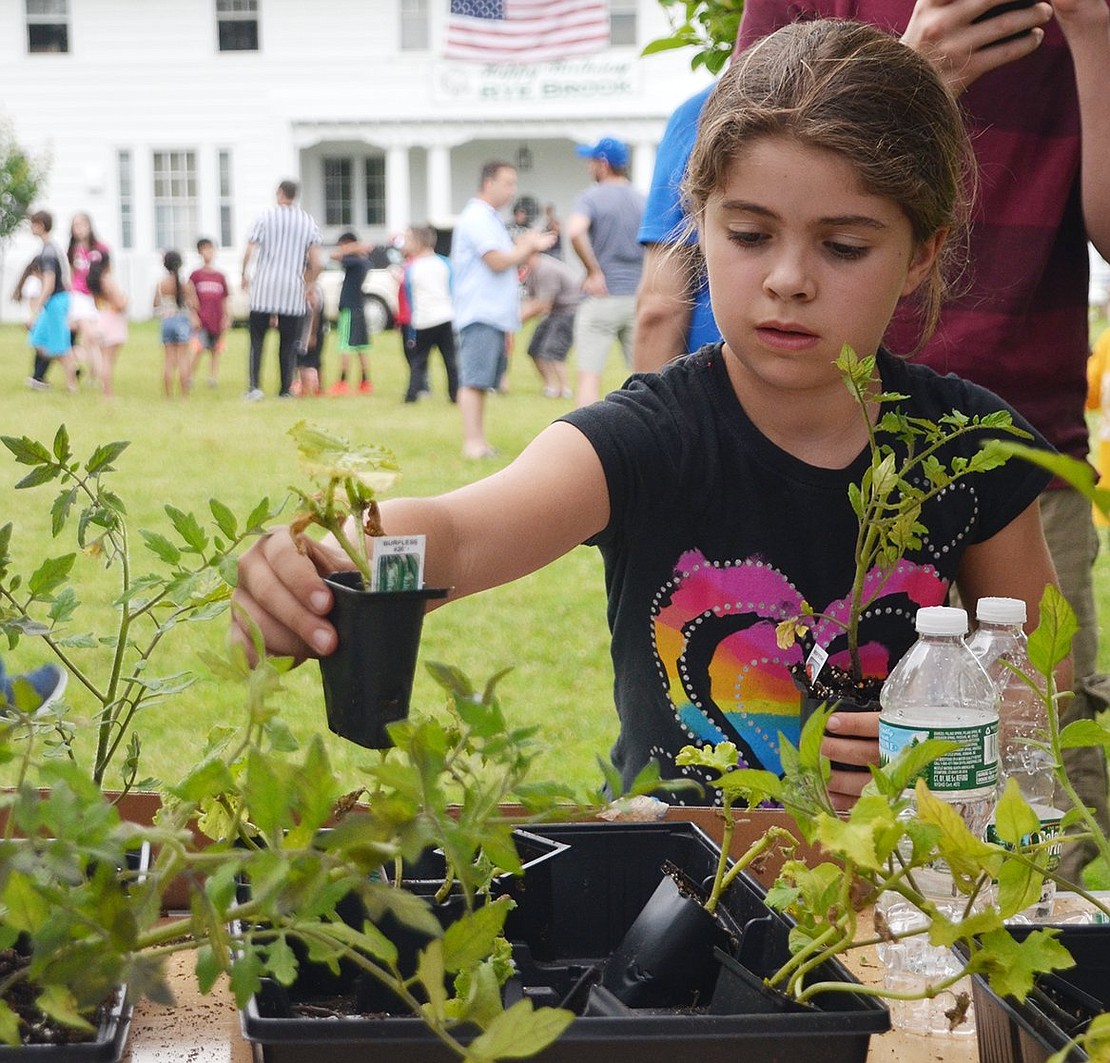 Eight-year-old Alexandra Maniscalco of Rye Brook picks out a cucumber plant&nbsp;courtesy of the Rye Brook Sustainability Committee.