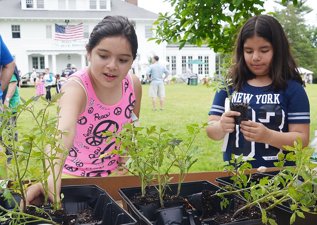 <p class="Picture">Port Chester residents Stephanie Zevallos, 10, and Valerie Tintaya, 9, pick out tomato plants courtesy of the Rye Brook Sustainability Committee.&nbsp;</p>