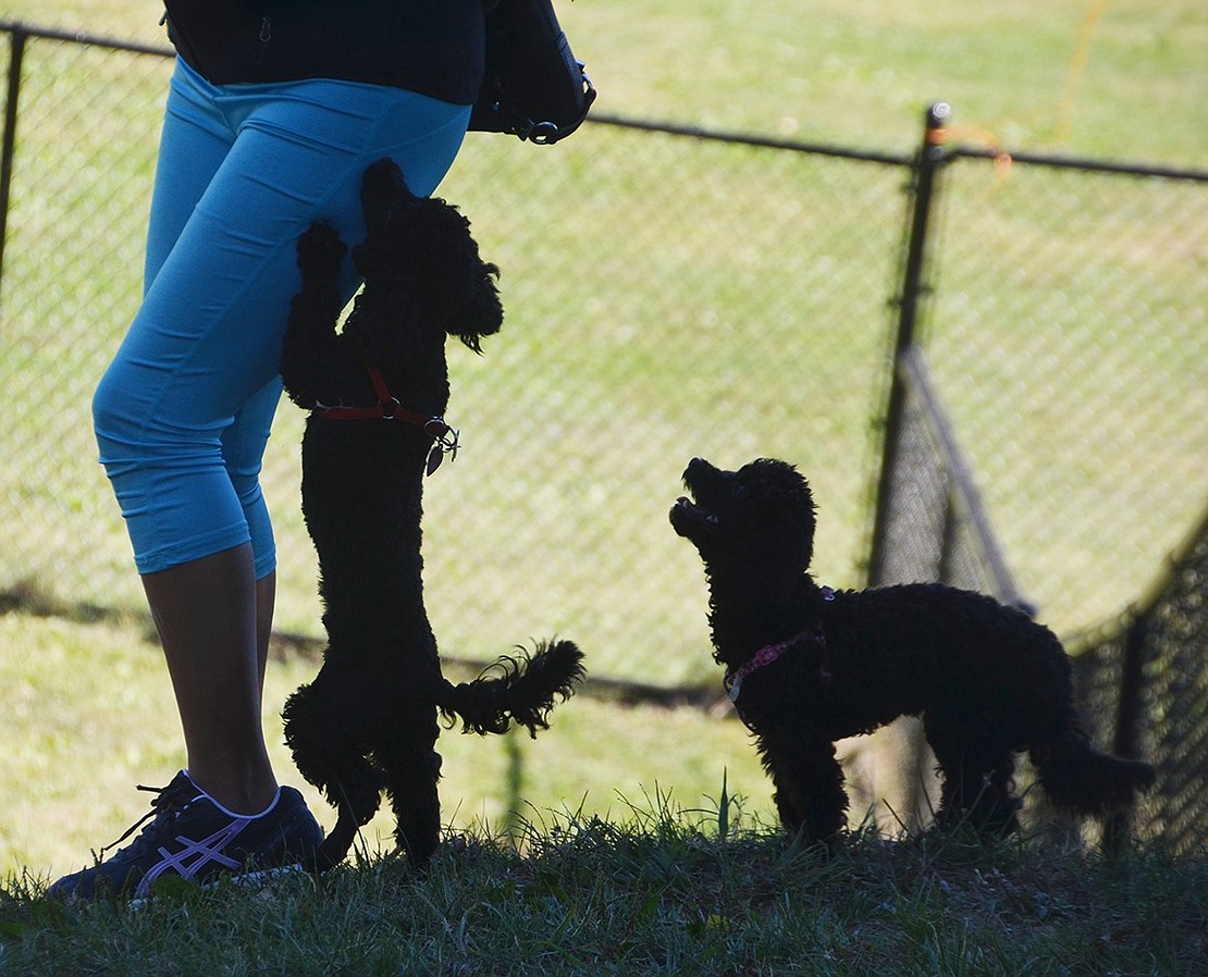 <p class="Picture">Two black poodle pups raced around the small dog park and jumped on anyone they could find to beg for just a little attention.&nbsp;</p>