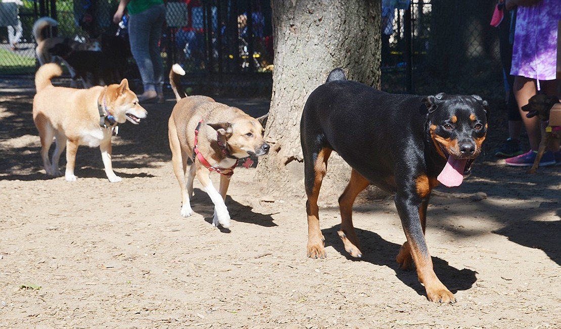<p class="Picture"><span style="font-family: Arial;">Follow the leader! A Rottweiler leads the way while Emma, owned by Jamie Bambace of Port Chester, &nbsp;and a Shiba Inu follow.</span></p>