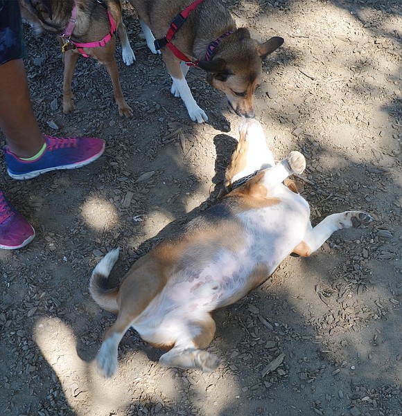 <p class="Picture">A beagle begs for belly rubs and gets a kiss from his new friend Emma instead.&nbsp;</p>
