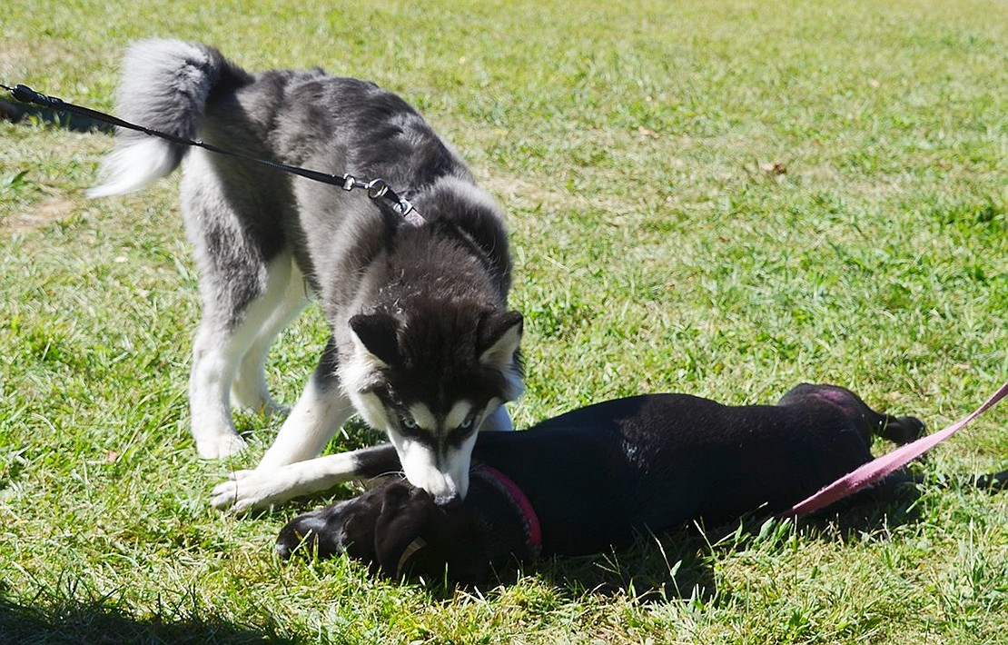 <p class="Picture">Four-month-old husky pup Max, owned by Dahara Salazar of Port Chester, plays with his friend and training class buddy Maddy. Maddy is letting Max win this fight, Maddy&rsquo;s owner, Ilana Costello of Hastings, said.&nbsp;</p>