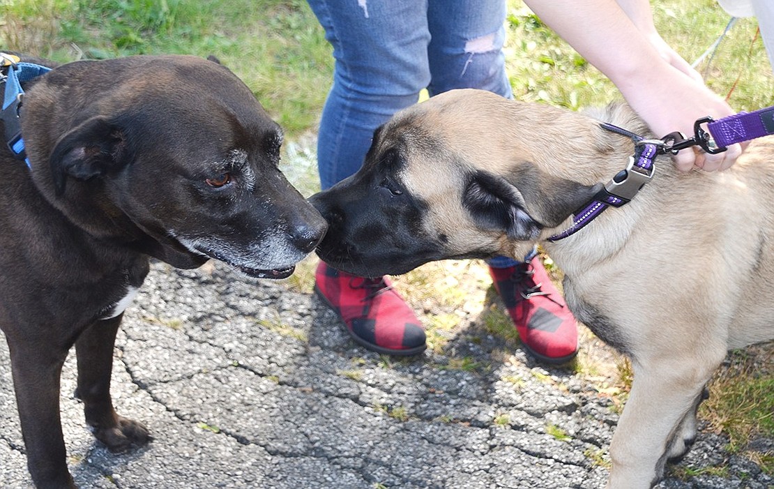 Emma, a 5-month-old English mastiff owned by Cali Smith of West Glen Avenue (right), and Dublin, a 10-year-old lab mix owned by Kristen Powers of Hobart Avenue, sniff each other curiously. They were among the many dogs at Lyon Park during Port Chester Day.