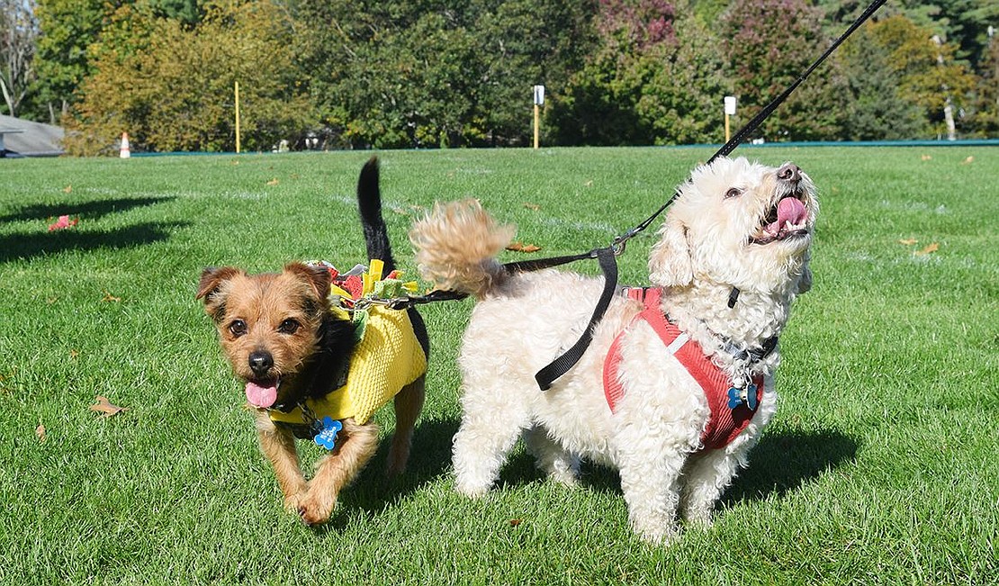 Jack the taco and Skippy happily greeted anyone who walked up to them while their owner Cindy Zapata of Hartsdale stands close by. 