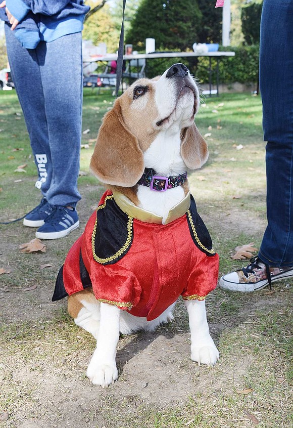 The winner for floppiest ears goes to Stumppy. His owner Nicole Haber of Bonwit Road dressed the 3-year-old Beagle as a nutcracker. 