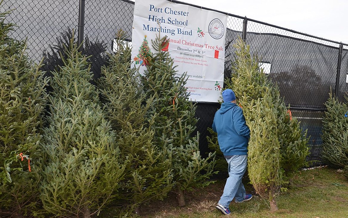 Band student father Scott LaDore aligns Christmas trees for sale along the Port Chester High School tennis courts fence on Saturday, Dec. 2 at the annual PCHS Marching Band Christmas Tree Sale.