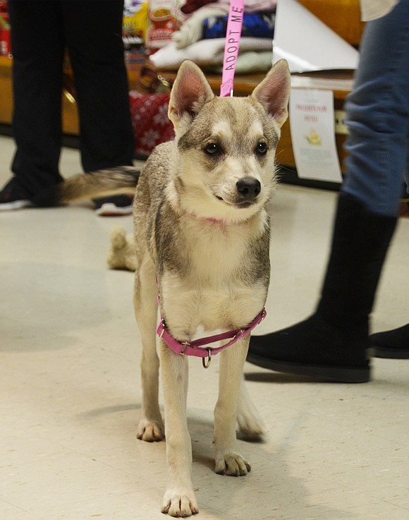 Bonnie, a 1-year-old Husky mix looking for a home with Pet Rescue, is overwhelmed with excitement over the toys and students to play with. 