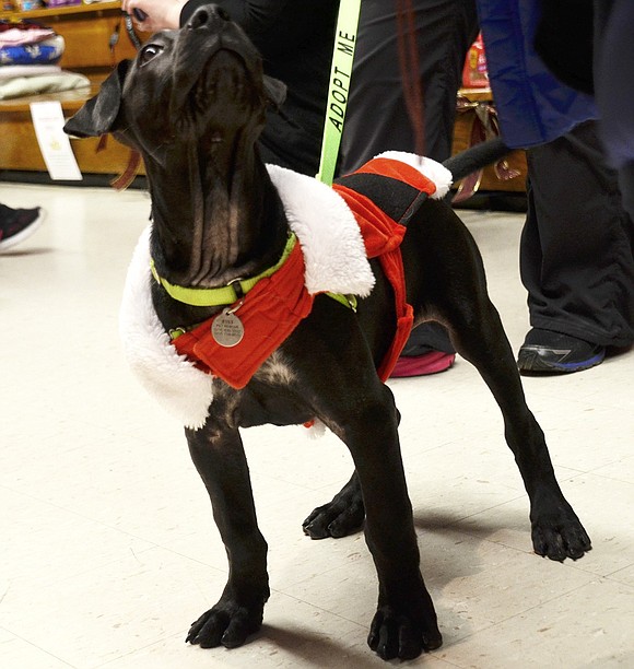 Tucker, a 3- to 4-month-old Black Lab dressed as Santa, is being such a good boy while waiting for a treat. 