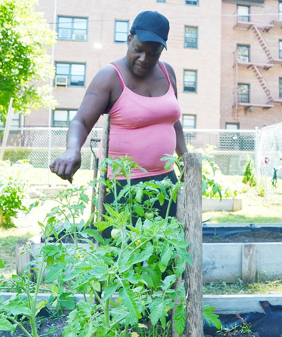 Weber Drive resident Adrenna Albin cares for the potatoes she is growing in her complex’s community garden.