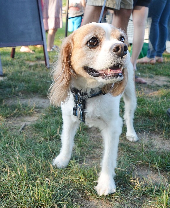 Humans aren’t the only ones who can have a good time at Ice Cream Fridays! Rye Brook Mayor Paul Rosenberg’s dog, Leo, takes in the scene of community members eating their ice cream as he enjoys the fresh air and fun.