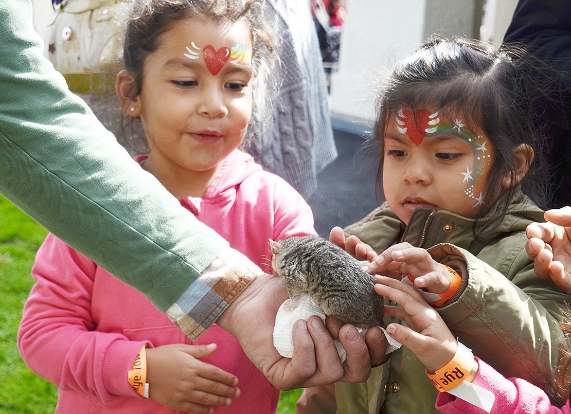 After getting matching colorful face paint, Rye Brook resident Camila Rosas (left) and Port Chester resident Alejandra Chica rush over to watch the animal demonstration. The 3-year-olds waited patiently to gently feel Cookie Puss, the short tail opossum at the second annual Fall Festival at Rye Town Park on Saturday, Oct. 20.