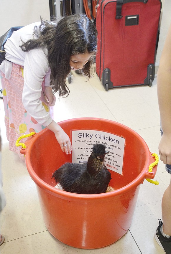 Sarah Kaufholz, an 8-year-old Brush Hollow Close resident, reaches down to pet Feathers, a Silkie or Silky chicken, which was one of the many animals that could be touched during a portion of the event.